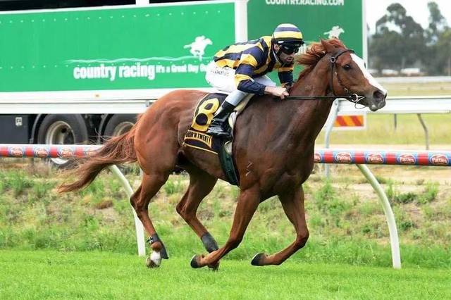 新澳今天開什么特馬,新澳今天開什么特馬，探索賽馬運動的魅力與精彩