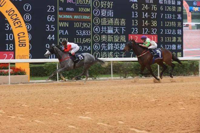 新澳今天開什么特馬,新澳今日賽馬盛況，探尋特馬的風采