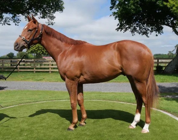 澳門今晚開特馬四不像圖,澳門今晚開特馬四不像圖——探索澳門賽馬文化的獨特魅力