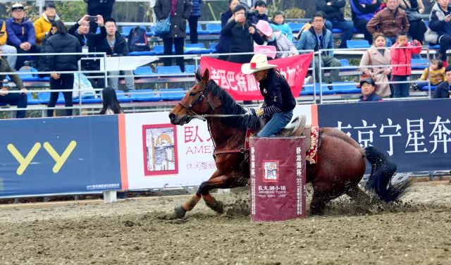 新澳今天開什么特馬,新澳今日馬術賽事前瞻，探尋特馬的風采