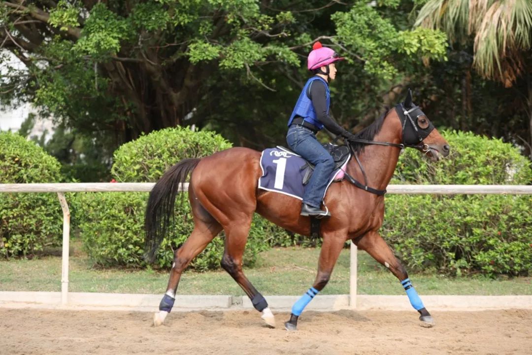 今晚澳門特馬開什么今晚四不像,今晚澳門特馬揭曉，四不像也成焦點