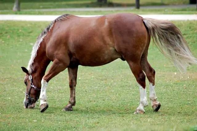 香港馬資料更新最快的,香港馬資料更新最快的來(lái)源與運(yùn)用