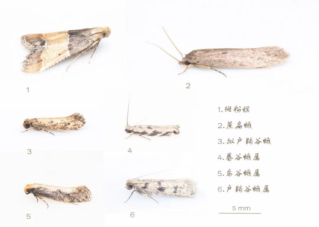 澳門最精準(zhǔn)龍門蠶的資料047期 07-17-19-30-32-45Z：22,澳門最精準(zhǔn)龍門蠶的資料解析，047期龍門蠶的秘密與數(shù)字背后的故事